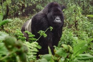 gorilla in bwindi