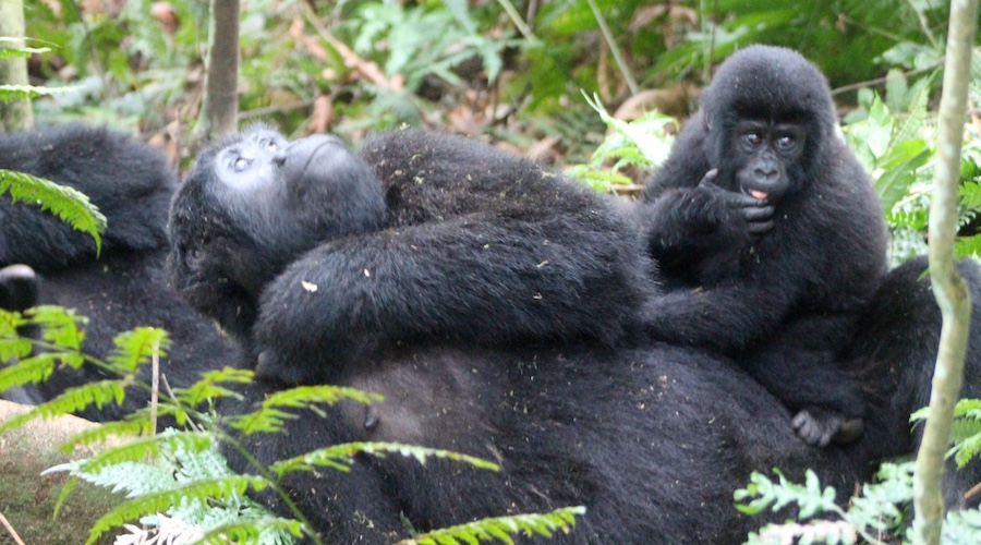 gorilla family bwindi 